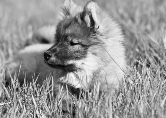 강아지 사료 종류 및 의미 (홀리스틱,그레인프리,휴먼그레이드)