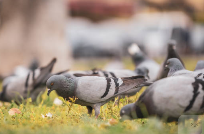 비둘기 무리의 꿈