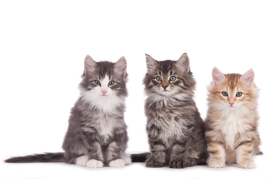 노르웨이 숲 고양이 이미지 - 3