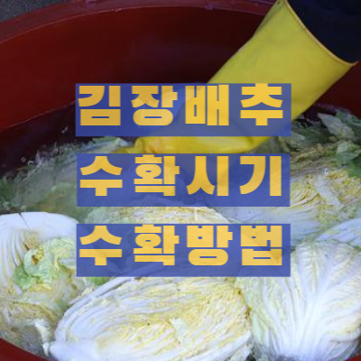 김장 배추 수확시기, 수확방법, 저장방법 썸네일