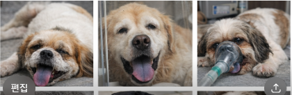 강아지 숨소리 ,심한기침,청색증 -폐수종 증상, 예방법&응급 대처법(병원비는 5일 이상 입원시 최소 80만원~ 수백만원,아프기전 팻보험은 보호자의 든든한 지원자가 됩니다.)