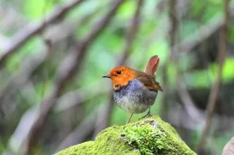 붉은가슴울새 영국 겨울 새 특징 매력 이미지_15