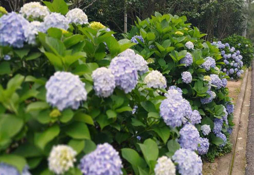 남부면 수국축제