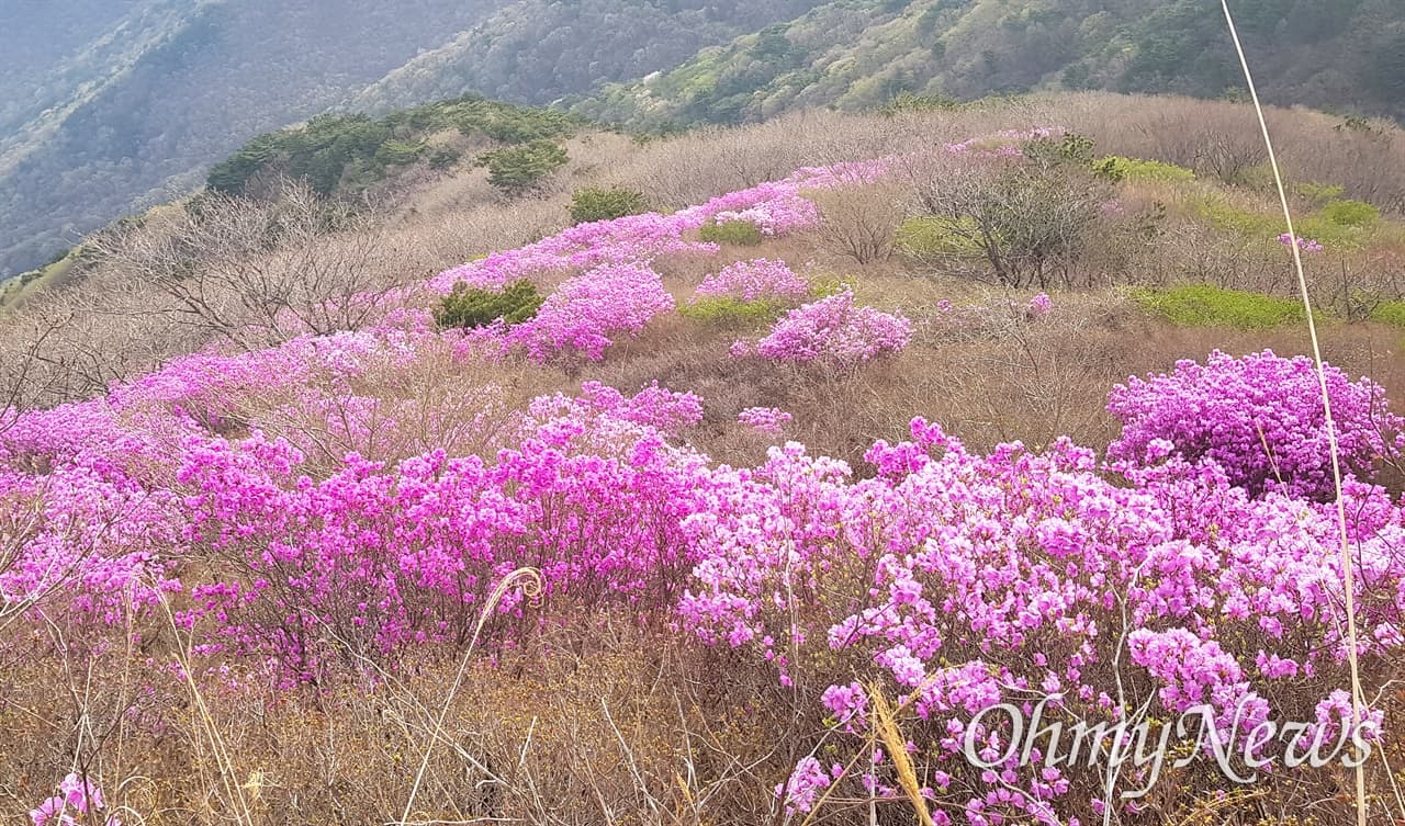 [4월 축제]화왕산 진달래❘4월 둘째주 주말 개화 상황, 방문 후기, 교통편, 맛집