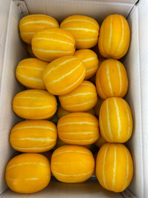 참외 효능 부작용