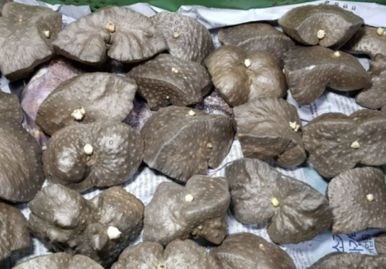 하늘마 효능 재배방법 먹는방법 등 알아보기(최신 Ver)