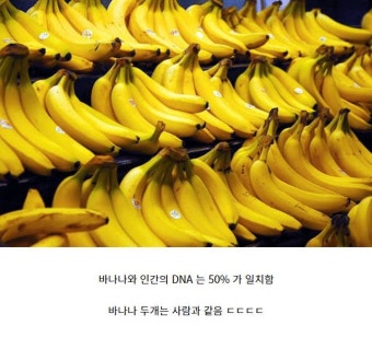 인간의 DNA는 약 50% 정도가 바나나의 DNA와 유사
