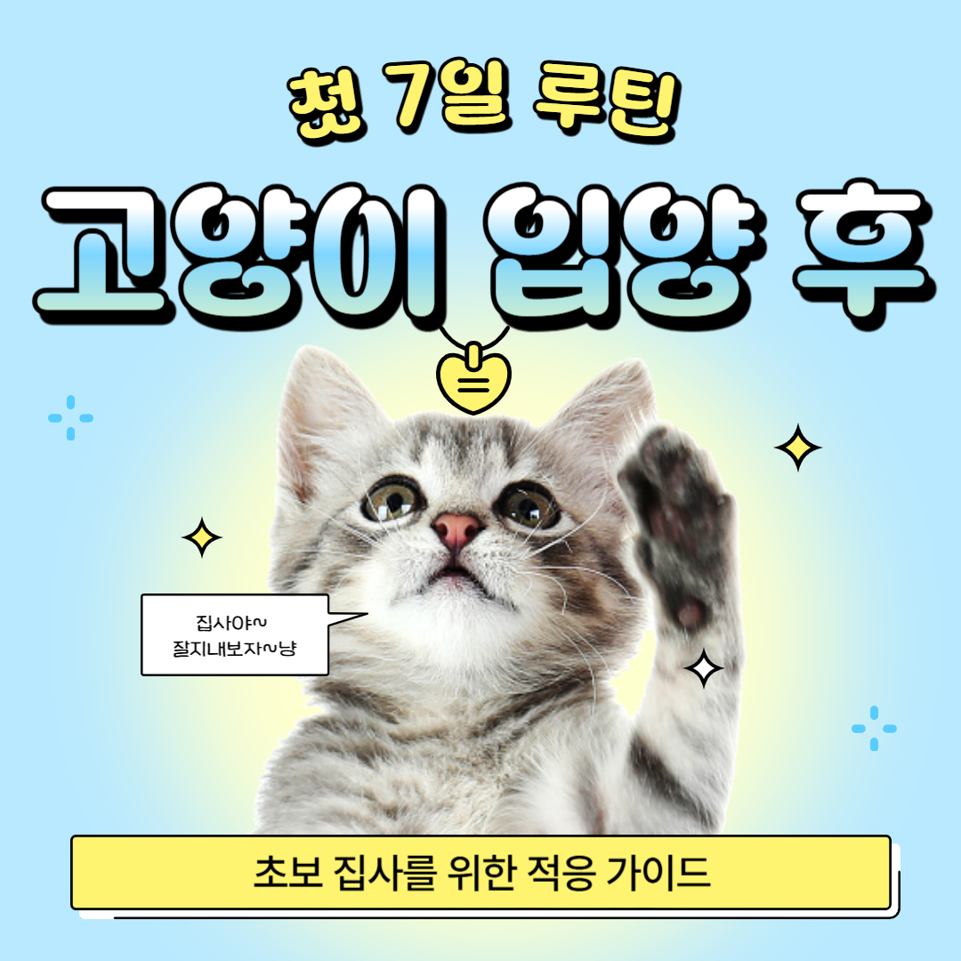 고양이 입양