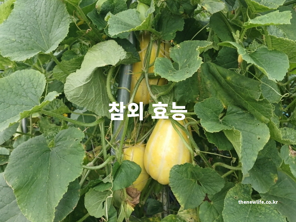 참외 효능을 과학적인 근거를 바탕으로 설명하는 대표 실사진