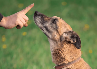 주의받는 강아지