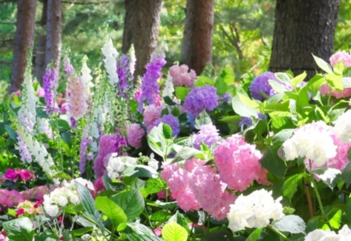 아침고요수목원 수국전시회