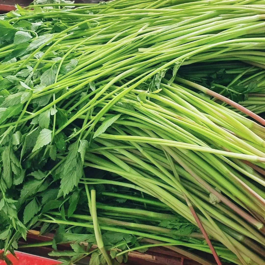 미나리-효능-부작용