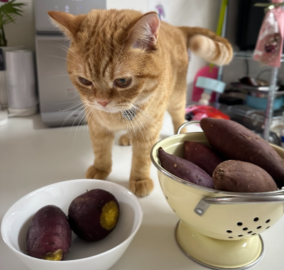 집사가 식탁에 삶아둔 고구마에 관심을 보이며 다가온 주황 고양이 뽀리