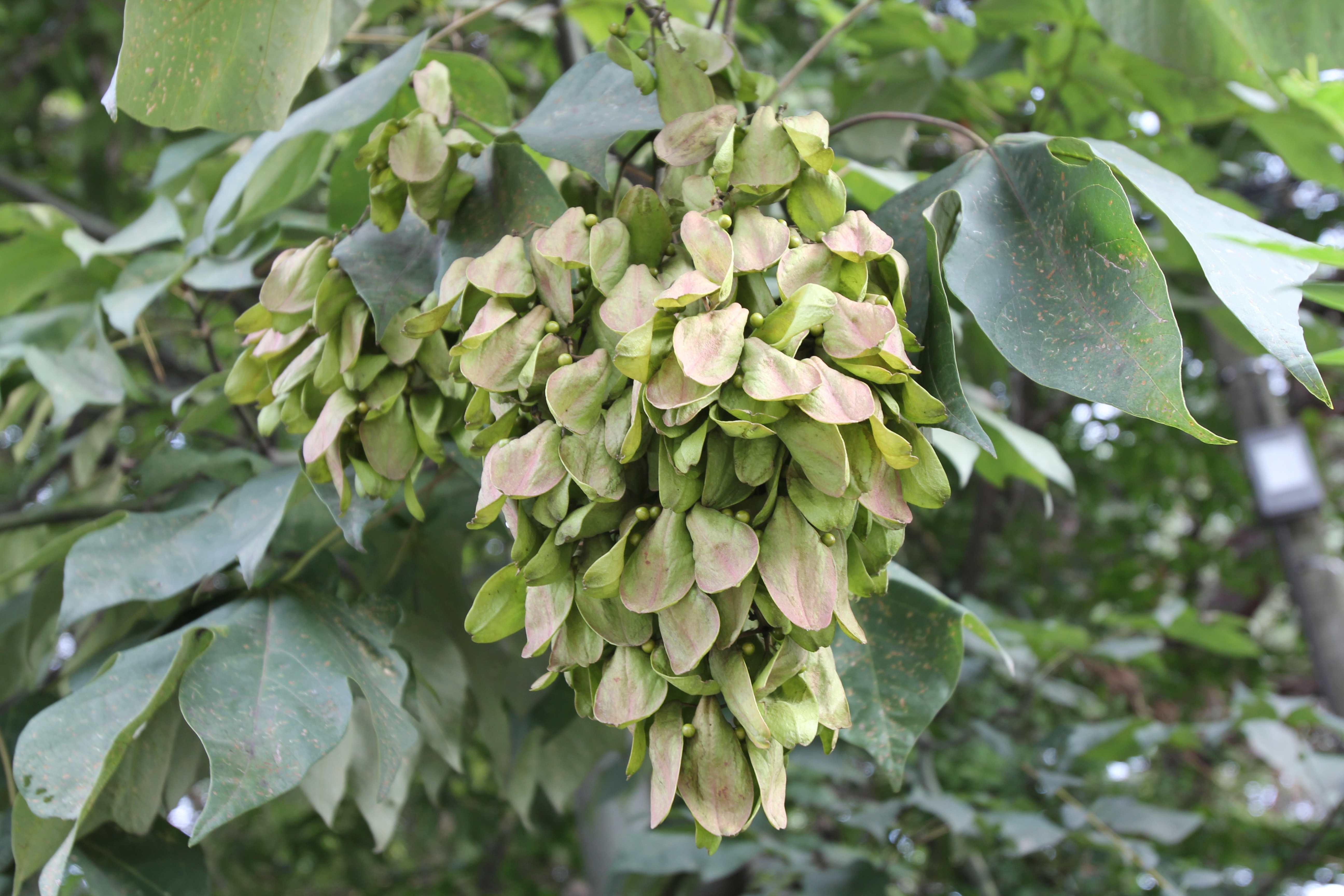 벽오동 (Firmiana simplex) – 넓고 둥근 잎을 가진 낙엽 활엽수로, 여름철에 연한 녹색 꽃이 피고 가을에는 길쭉한 열매가 맺힘. 가벼운 목재로 악기 및 가구 제작에 활용되며, 조경수로도 이용됨.