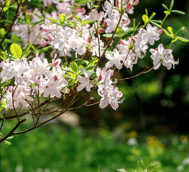 용인 자작나무 숲 봄 꽃 축제, 봄 날의 감성에 물들다!