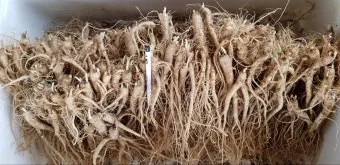 도라지 재배 종자 처리 배수 관리 굵게 키우기_9