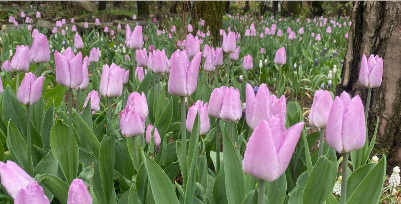 [서울 근교 여행지] 경기도 파주❘벽초지수목원❘드라마 촬영지(빈센조, 구미호뎐, 고백부부, 나의 해방일지)