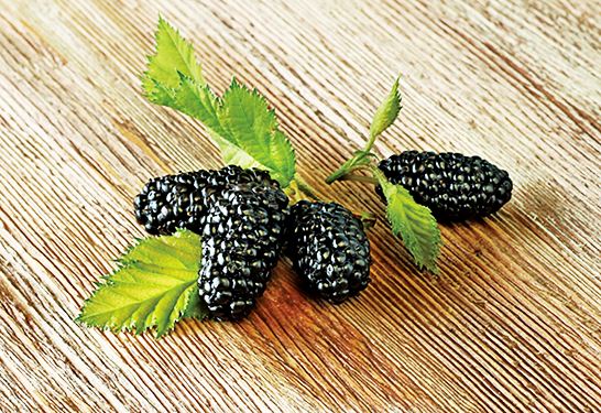 오디 효능_빈혈예방