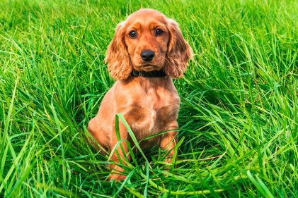 풀숲의 잉글리쉬 코카 스파니엘.