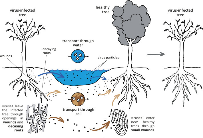 식물 바이러스 전파