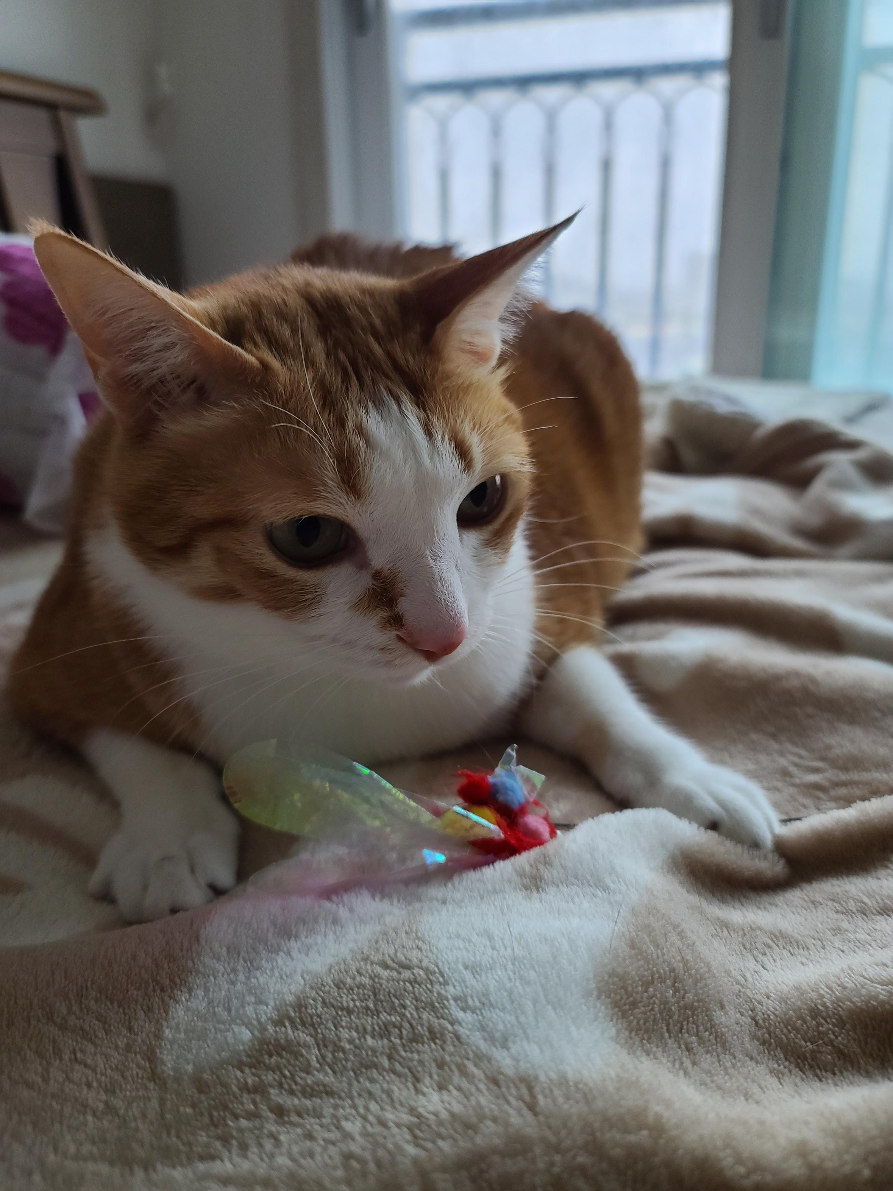 비오는 날 아침. 퇴원한 호야 컨디션 체크를 위해 시작된 사냥놀이.