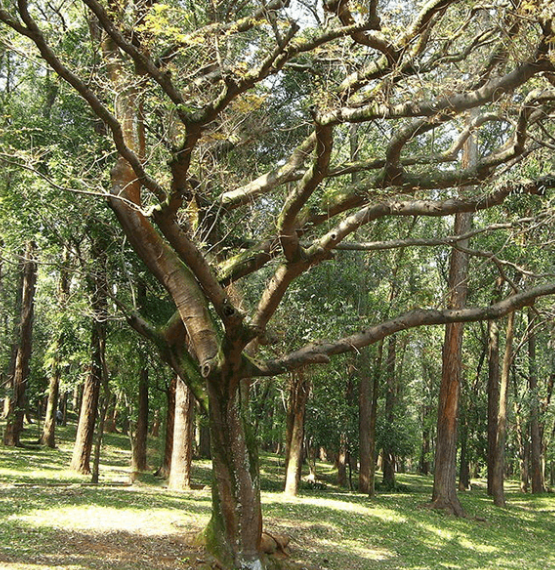 코파이페라(코바이바) 나무