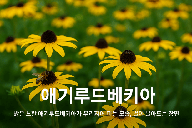 정원을 환하게 밝히는 노란별! 애기루드베키아 – 강인한 생명력의 여름꽃
