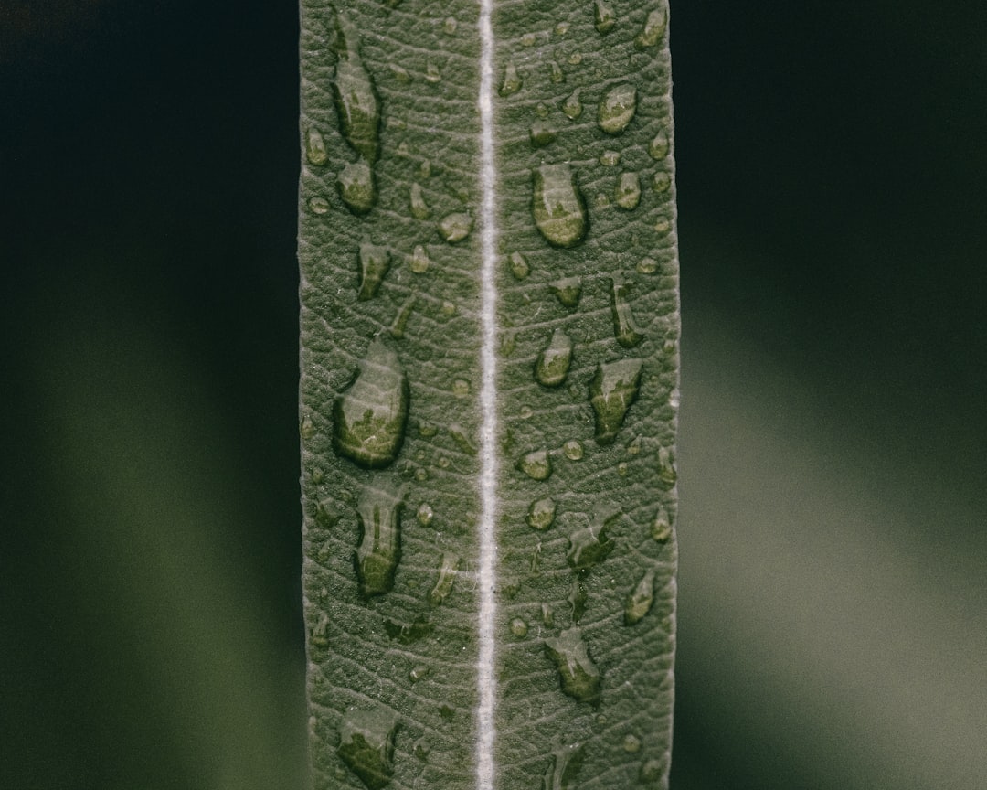 Microplate