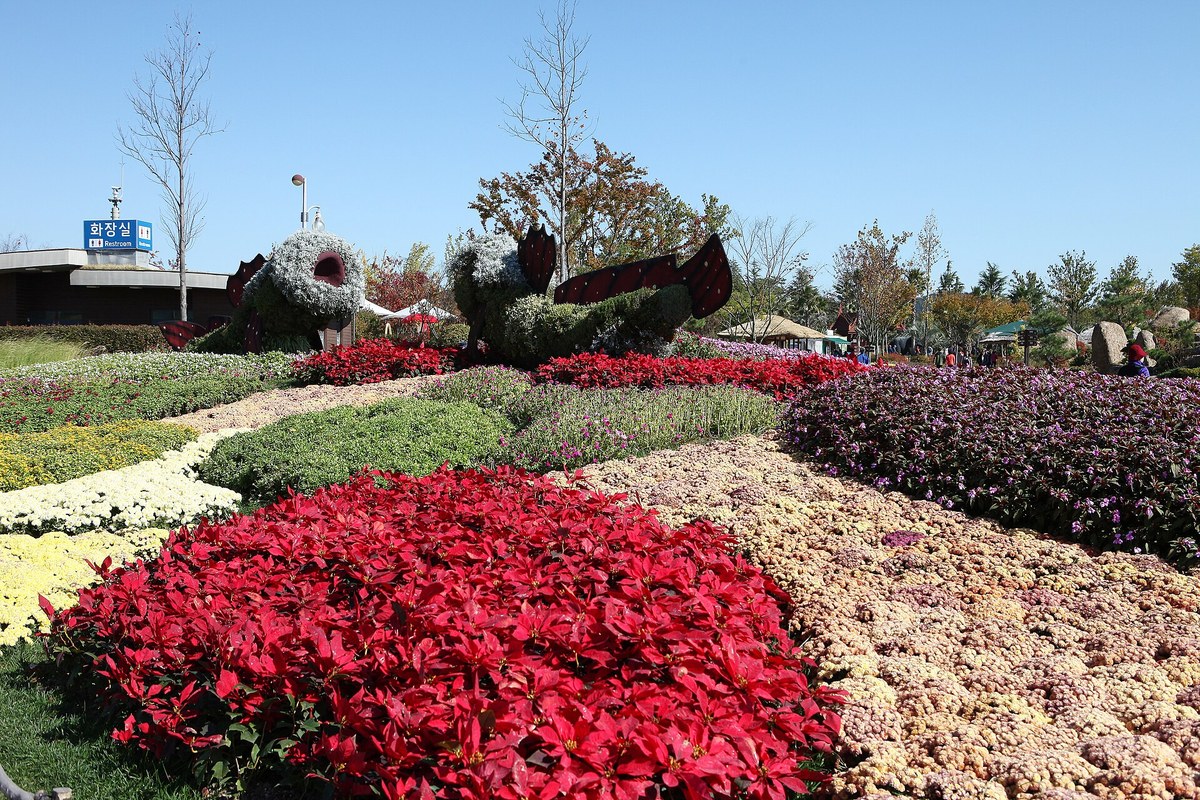 Red and yellow autumn flower beds with garden topiary at Suncheon Bay National Garden