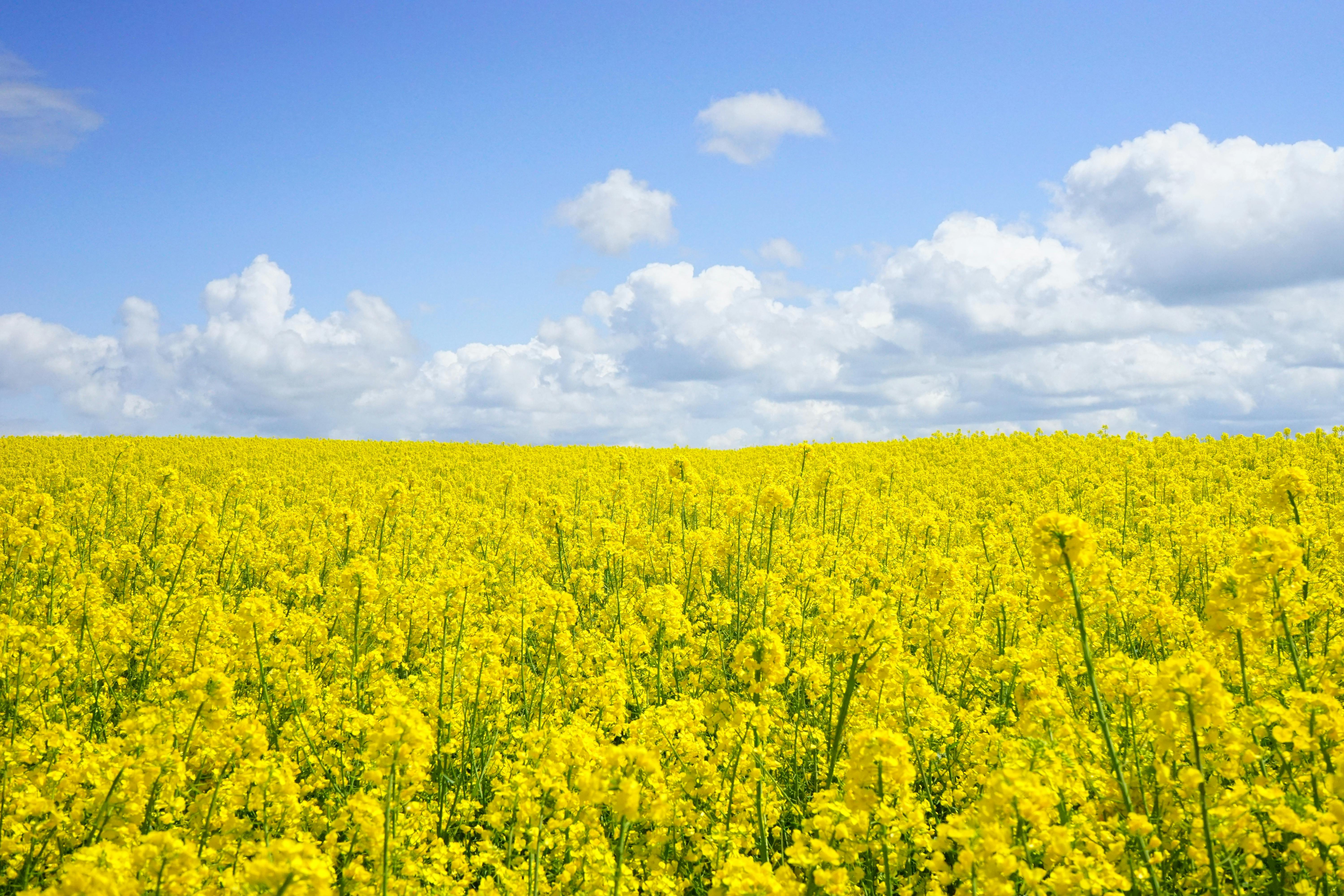 A field of vibrant yellow flowers stretches under a clear blue sky
