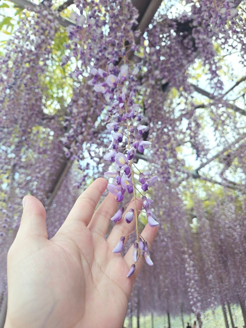 나고야역에서 쓰시마역 가는법,나고야역에서 츠시마역 가는법,후지마츠리,등나무축제,나고야 자유여행
,나고야근교여행,나고야소도시,나고야축제,일본축제