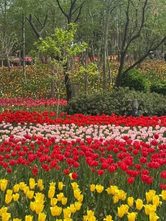 5월 가봐야할 전국 축제 10선 가족 연인 최고 명소_21