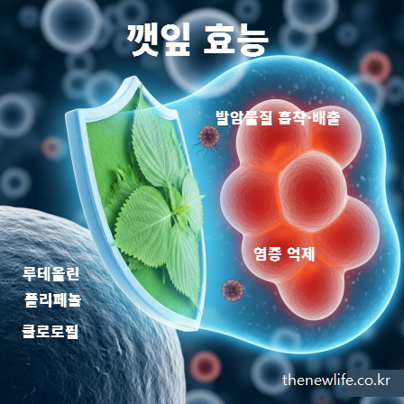 깻잎 효능 인포그래픽 – 루테올린과 클로로필이 항암 효과와 염증 억제에 도움