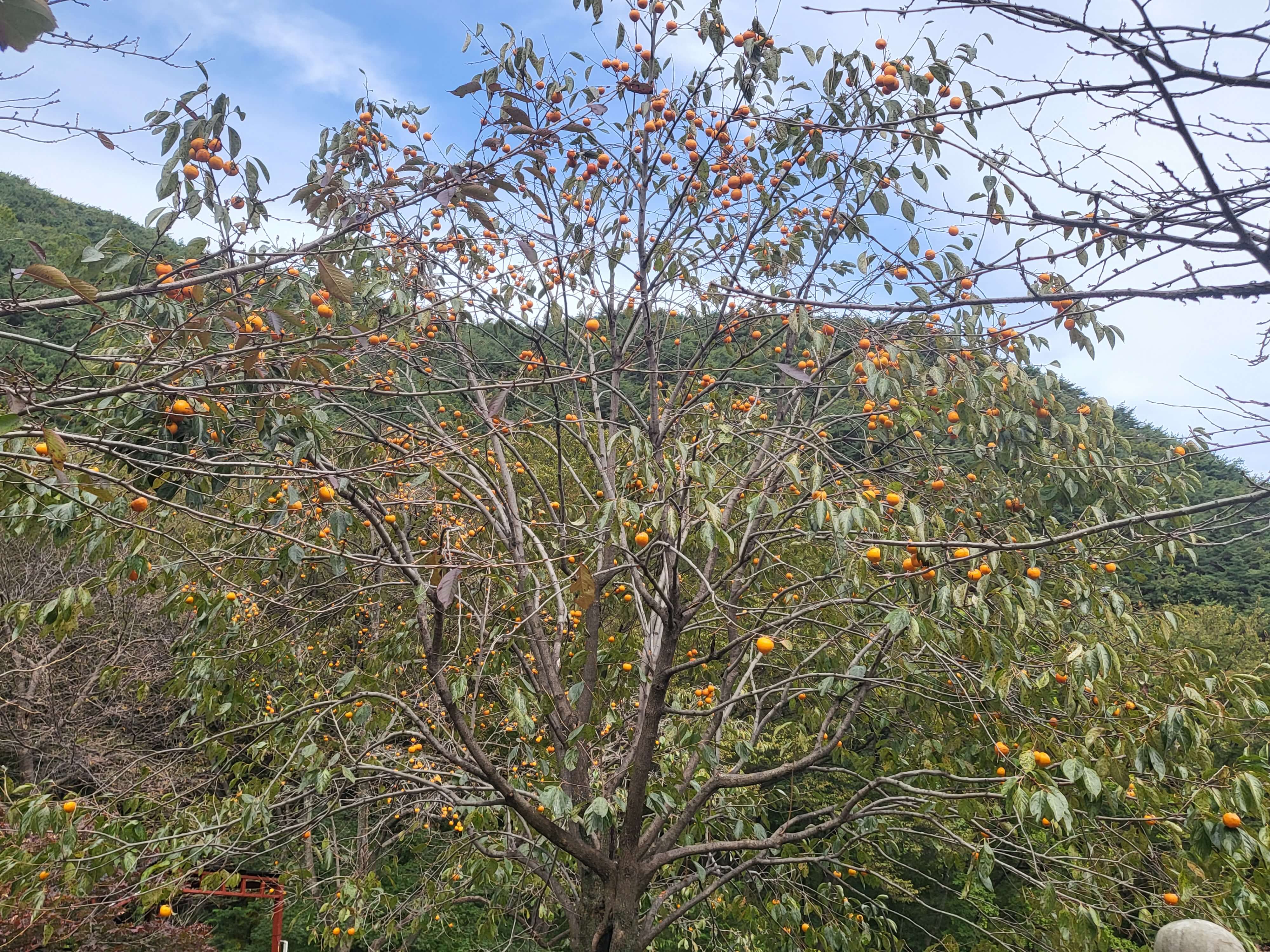 천년 고찰 장안사, 둘레 길을 따라 올라가면 운치 있는 백련암과 절벽 같은 곳의 척판암