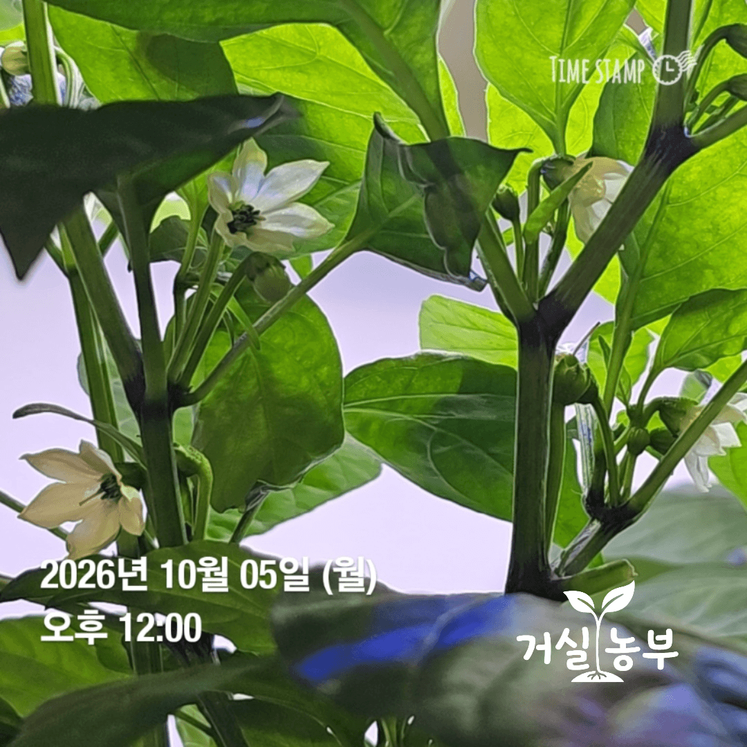 실내 수경재배 고추에 여러 송이의 흰색 꽃이 핀 모습