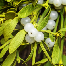 가평 암 요양병원 미슬토 주사요법