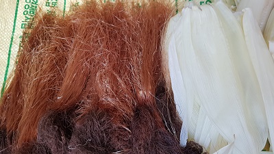 옥수수 수염