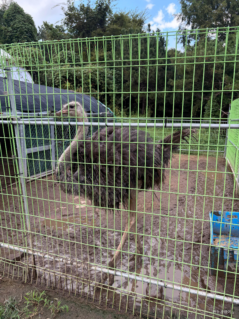 입구에서 우리를 맞이해주는 타조