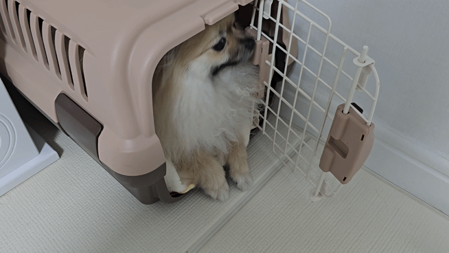 강아지를 두고 숨으러 가는 모습