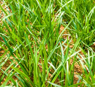 부추 효능과 영양성분&amp;#44; 부작용