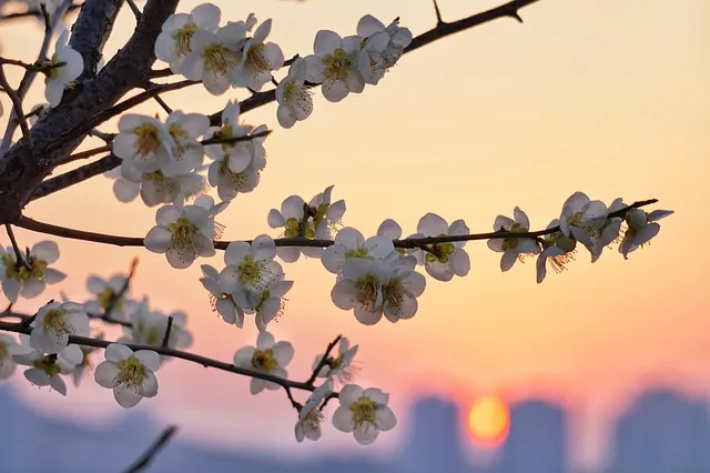 봄꽃 여행지 베스트10 벚꽃 유채 튤립 명소와 걷기 좋은 코스_2