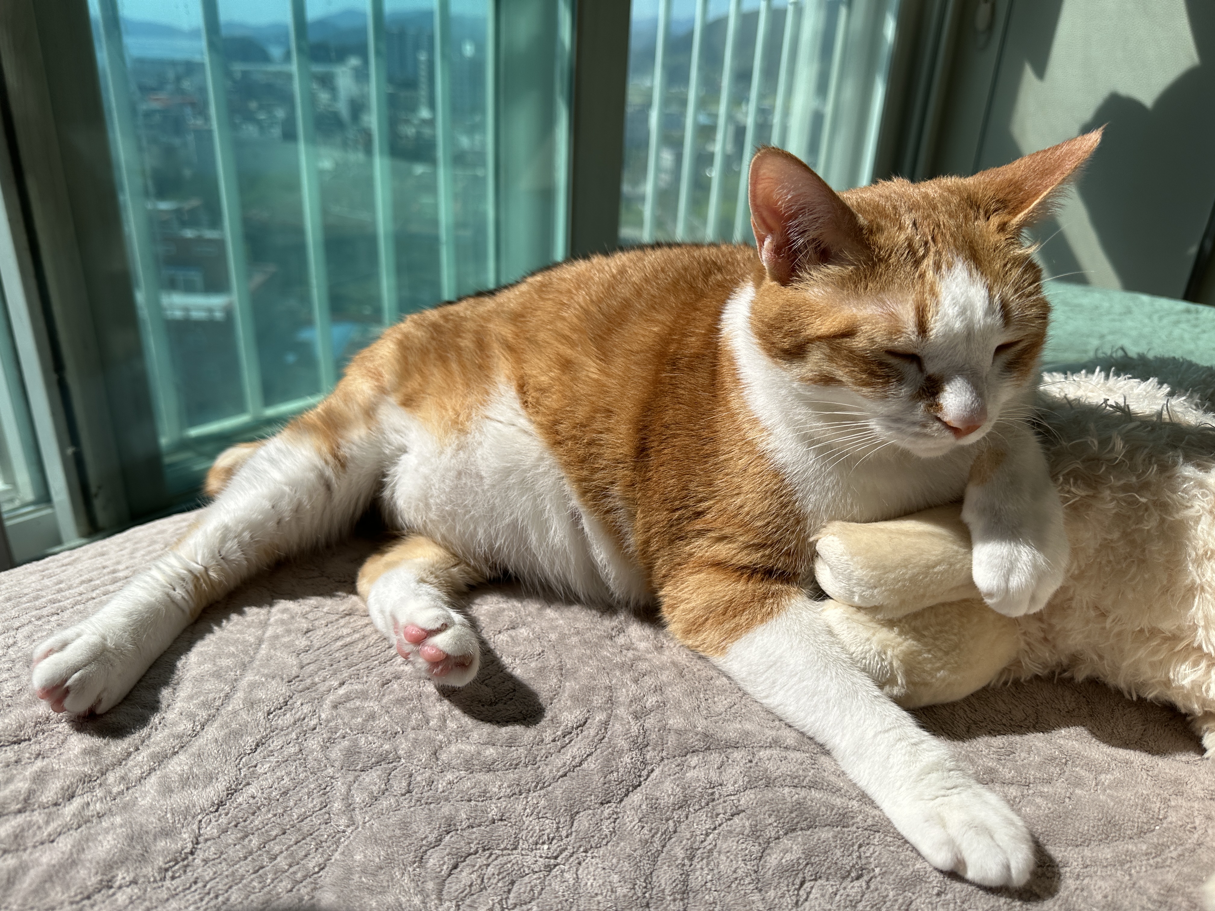 이제는_햇살을_등지고_라마인형에_기대서_주운_호야