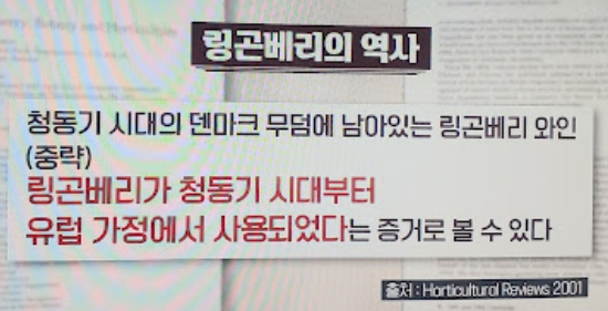 링곤베리 퓨레 효능