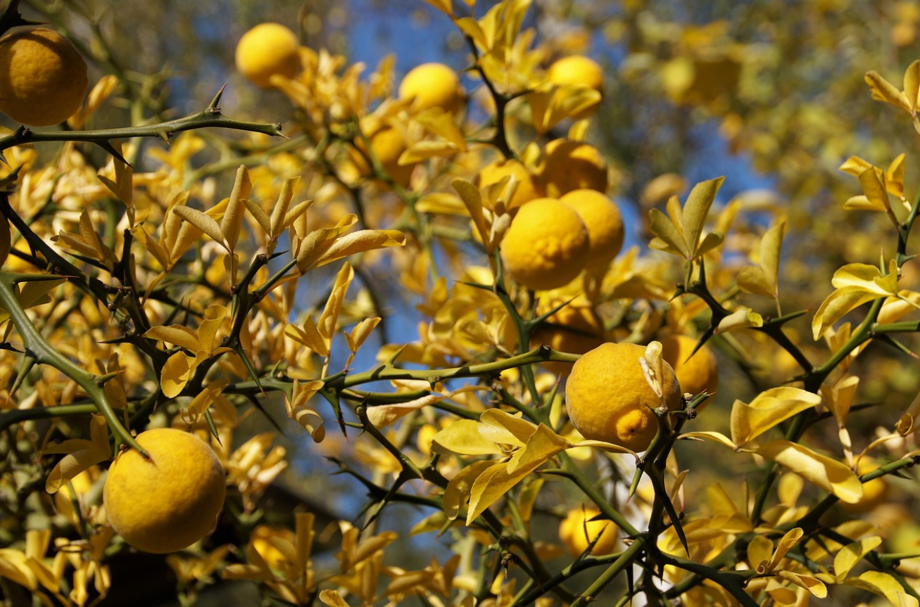 짧은 홈 가드닝이 주는 뿌듯함에 대한 사진