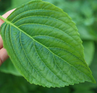 들깨 심는시기(파종시기, 심기방법, 재배방법, 수확하기) 깻잎키우기 총정리!