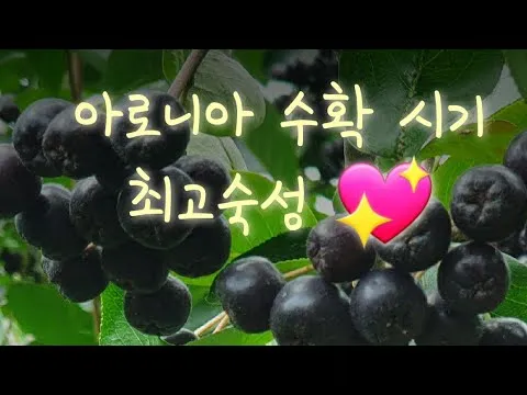 아로니아 수확시기에 맞춘 열매 먹는방법 분말 부작용 가격 정보_7