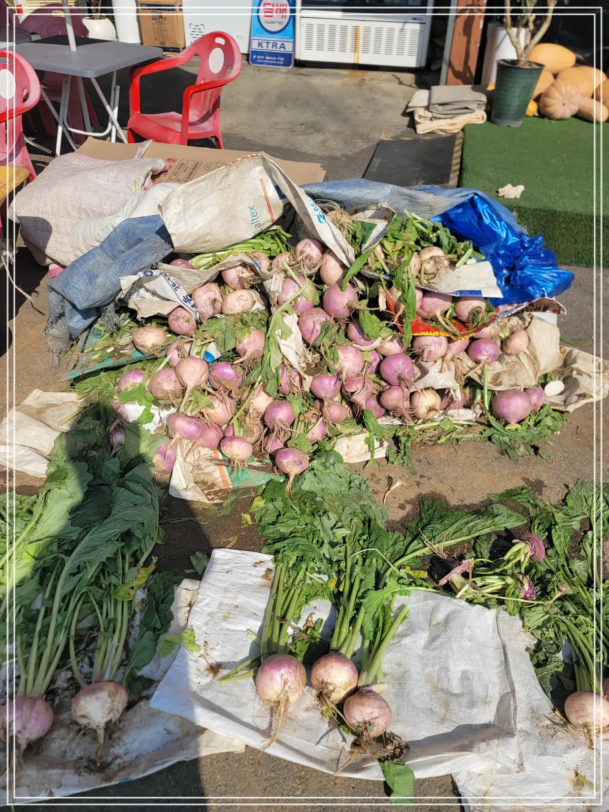 강화도-보문사-상가-순무