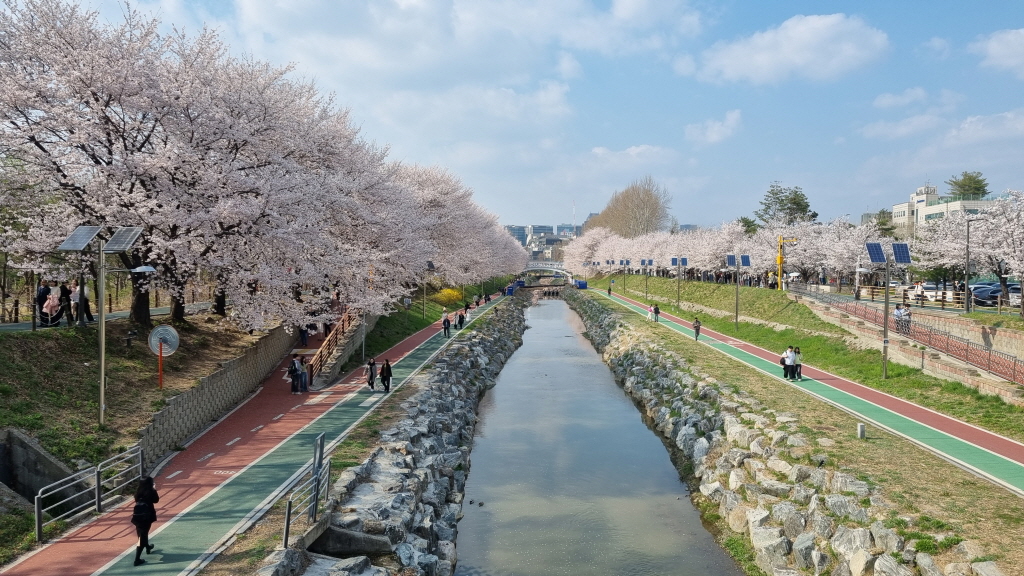 양재천벚꽃축제
