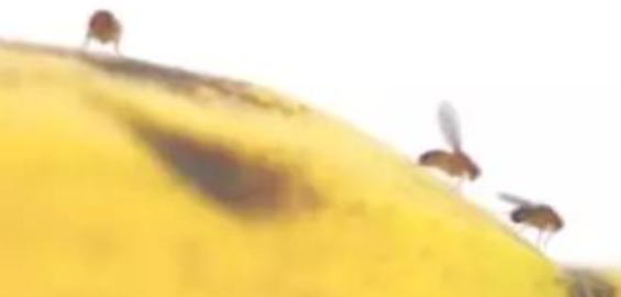 리스테린-초파리없애는방법