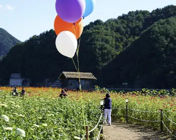 평창 백일홍 축제_14